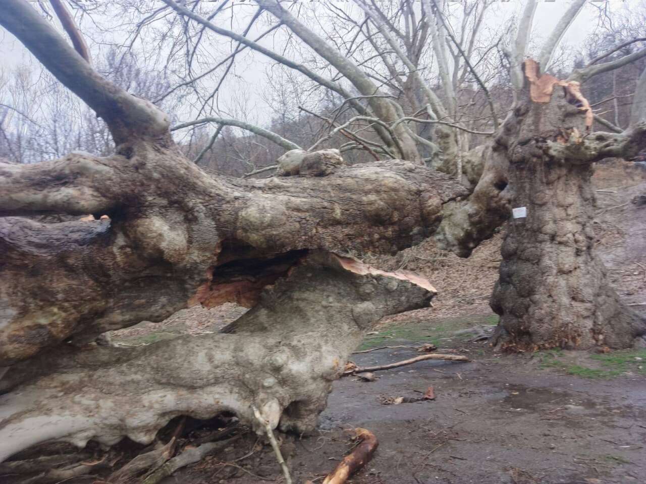 Konya’da 500 yıllık çınar ağacı rüzgara dayanamadı 1